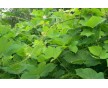 現貨供應葛根提取物10%--99%